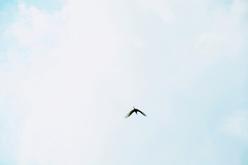 Birds are flying down the air