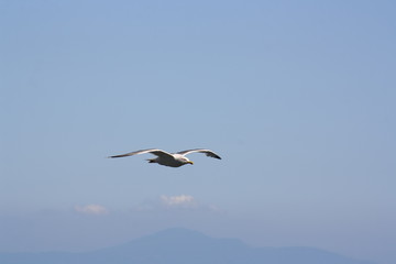 Fototapeta na wymiar Gabbiano che vola sul mare, Costiera Amalfitana