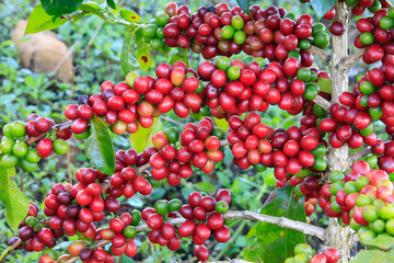 Coffee tree on cofffe tree in cafe plantation
