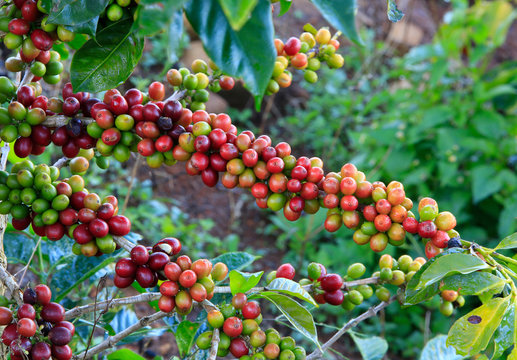 Coffee tree on cofffe tree in cafe plantation