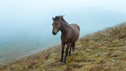 Horse in English countryside