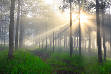 Fototapeta na wymiar Fantastic foggy forest with pine tree in the sunlight. Sun beams through tree. Beauty world