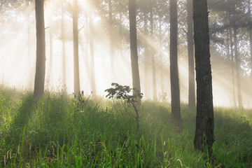 Fantastic foggy forest with pine tree in the sunlight. Sun beams through tree. Beauty world