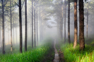 Fantastic foggy forest with pine tree in the sunlight. Sun beams through tree. Beauty world