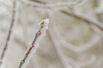 Snow on the leaves and branches of bushes.