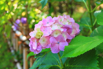 長谷寺 アジサイ