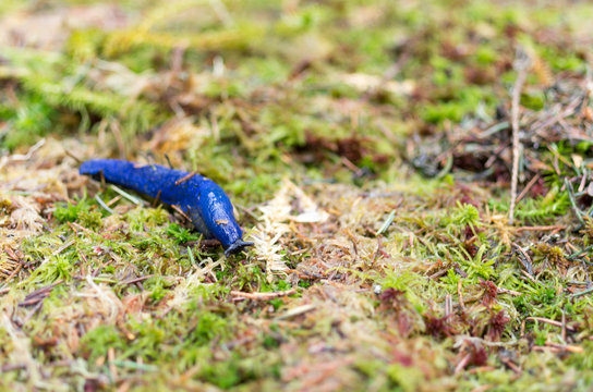 Snail without a shell. Snail without a house. Unusual snail.