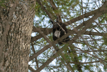 Obraz premium Squirrel in the winter forest. Selective focus.