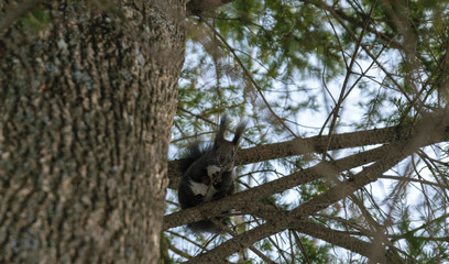 Squirrel in the winter forest. Selective focus.