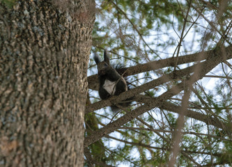 Squirrel in the winter forest. Selective focus.