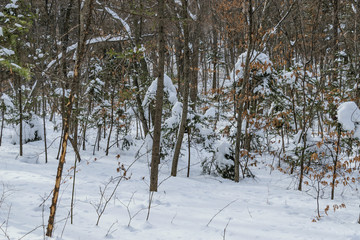 In winter forest at sunny day.