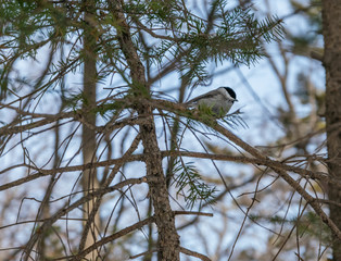 Marsh tit on tree brunch at winter.