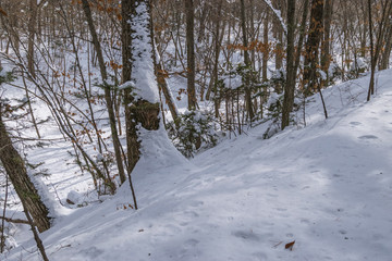 In winter forest at sunny day.