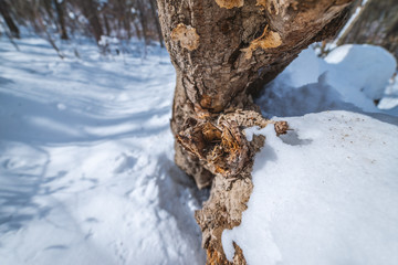 Snag in the winter forest at sunny day.