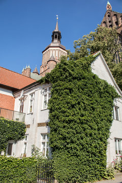 Stralsund Efeu