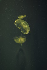 jellyfish in water