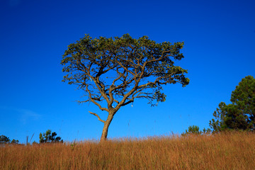 Alone tree in grass hill 