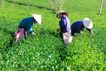 Dalat, Vietnam, September 7, 2016: A group of farmers picking tea on a summer afternoon in Cau Dat tea plantation, Da lat, Vietnam