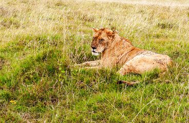 Lions in Tanzania on a clear day