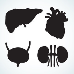 Bladder. Vector drawing