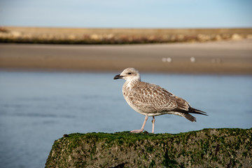 seagull resting on a rock