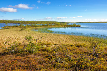 Meadow near a lake in a wetland on a heath