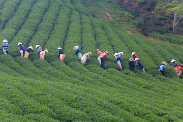 Dalat, Vietnam, September 7, 2016: A group of farmers picking tea on a summer afternoon in Cau Dat tea plantation, Da lat, Vietnam