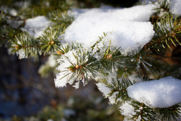 branch of a tree in snow