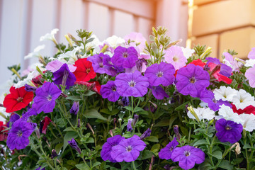 Fototapeta na wymiar Colorful Petunia, beautiful flowers in the garden