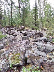 Тайга в Сибири