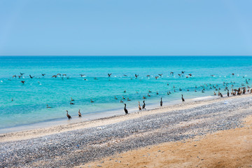 Fototapeta na wymiar Beautiful beach crowded with birds