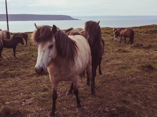 Obraz premium Female horse white horse with black male horse in back.