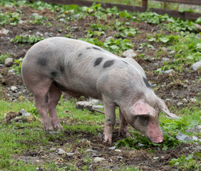 Pig in pasture