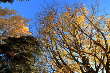 Obraz premium 奈良の紅葉