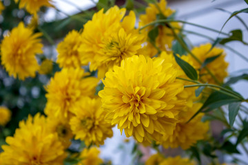 Garden chrysanthemum