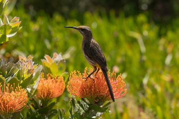 Cape Sugar bird, male,  (Promerops cafer), sitting on orange Pin Cushion Protea flower, feet visible in flower head (Leucospermum cordifolium ), South Africa