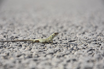Young European green lizard on road. Little lizard on rock