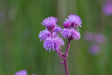 Pompom weed flower