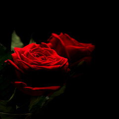 Red rose on a black background with specular reflection.