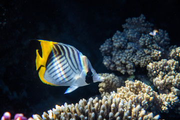 Naklejka na ściany i meble Red Sea Egypt fish ocean coral underwater 