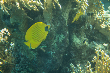 Fototapeta na wymiar Red Sea Egypt fish ocean coral underwater 