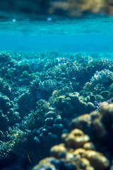 Obraz na płótnie Canvas Red Sea Egypt fish ocean coral underwater 