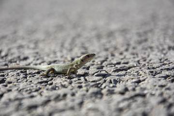 Young European green lizard on road. Little lizard on rock