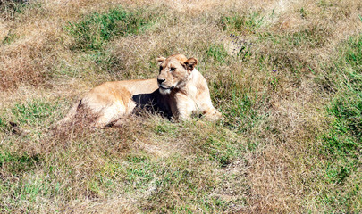 Lioness in the savannah of Tanzania