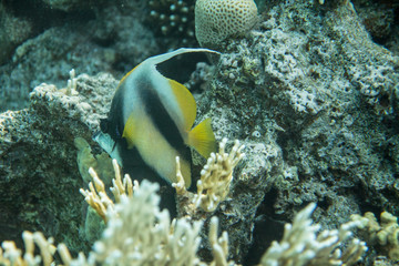 Fototapeta na wymiar Red Sea Egypt fish ocean coral underwater 
