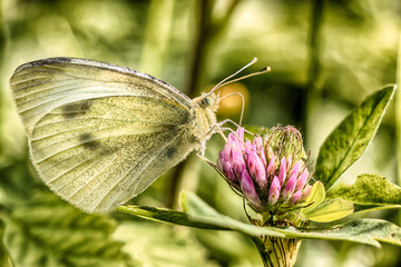 Farfalla succhia il nettare da un fiore