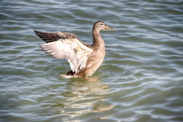 Una anatra con le ali aperte sul lago
