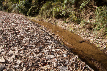 秋の小川