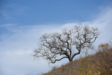 Single tree standing on the hill edge, Lonely tree
