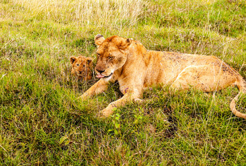Lions in Tanzania on a clear day